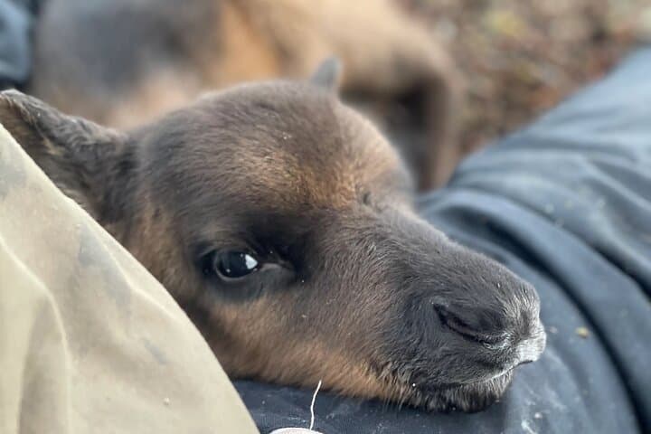 Sami Culture & Reindeer Cuddles on Malangen Peninsula — Near Tromsø