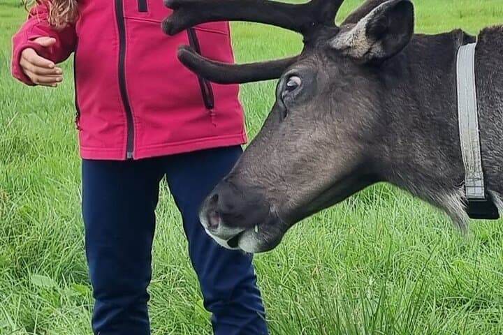 Sami Culture & Reindeer Cuddles on Malangen Peninsula — Near Tromsø photo 2