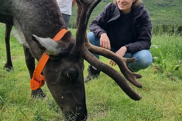 Sami Culture & Reindeer Cuddles on Malangen Peninsula — Near Tromsø photo 4