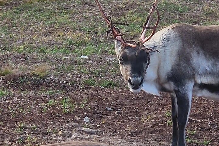 Sami Culture & Reindeer Cuddles on Malangen Peninsula — Near Tromsø photo 5
