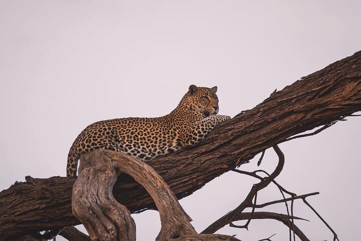 5-Day Camping Safari: Tarangire, Serengeti & Ngorongoro Wildlife Circuit photo 5