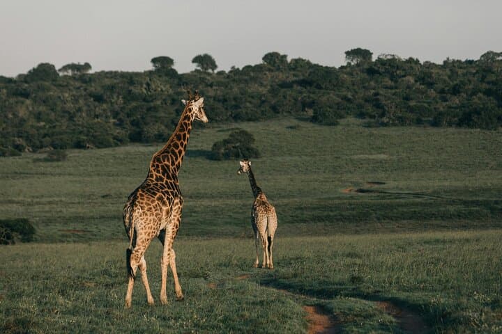 5-Day Camping Safari: Tarangire, Serengeti & Ngorongoro Wildlife Circuit photo 6