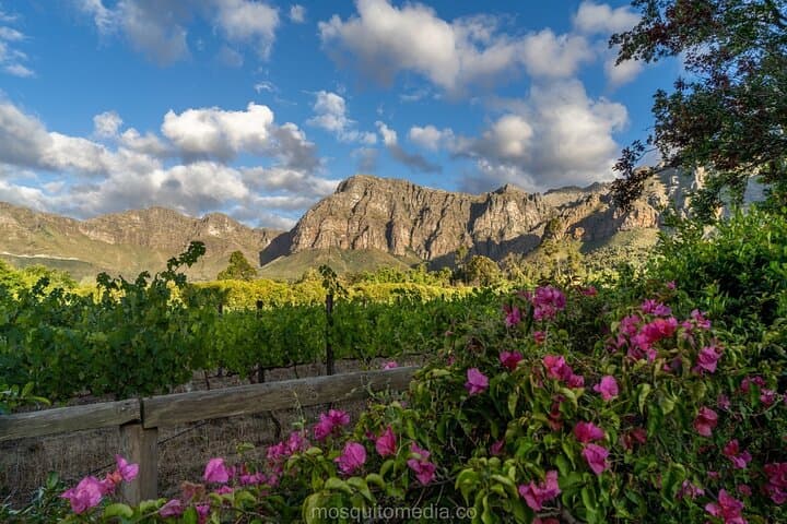 Dekkersvlei Wine Tasting & Vineyard Walk in Paarl