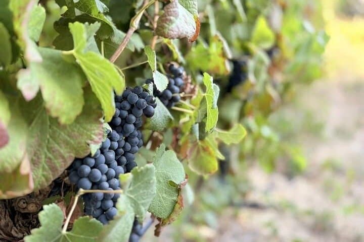 Dekkersvlei Wine Tasting & Vineyard Walk in Paarl photo 3