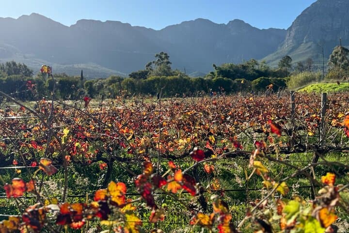 Dekkersvlei Wine Tasting & Vineyard Walk in Paarl photo 5