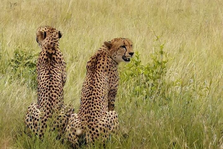 Luxury Safari from Victoria Falls to Kruger & Cape Town — 12-Day South Africa and Zimbabwe Itinerary photo 4