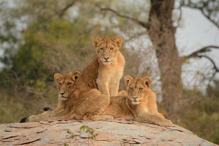 Kruger National Park and Panorama Route Explorer — 5-Day Safari & Panorama Route Drive