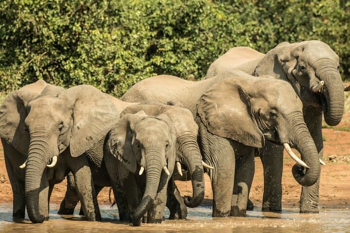 Kruger National Park and Panorama Route Explorer — 5-Day Safari & Panorama Route Drive photo 2