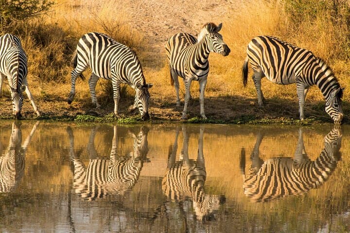 Kruger National Park and Panorama Route Explorer — 5-Day Safari & Panorama Route Drive photo 4