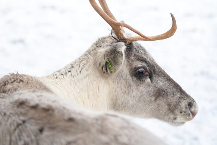 Rovaniemi Reindeer Farm Visit and Short Sleigh Ride photo 2