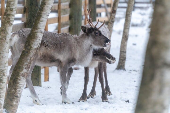 Rovaniemi Reindeer Farm Visit and Short Sleigh Ride photo 4