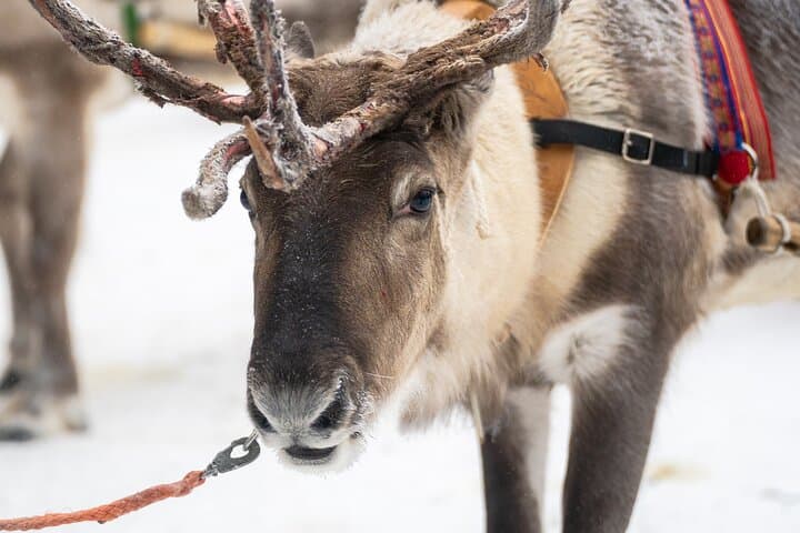 Rovaniemi Reindeer Farm Visit and Short Sleigh Ride photo 6
