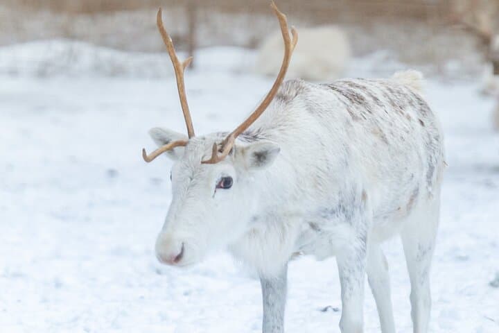 Rovaniemi Reindeer Farm Visit and Short Sleigh Ride