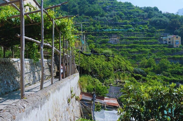 Amalfi Coast Path of the Lemons Hike — Maiori to Minori Lemon Grove Walk photo 5