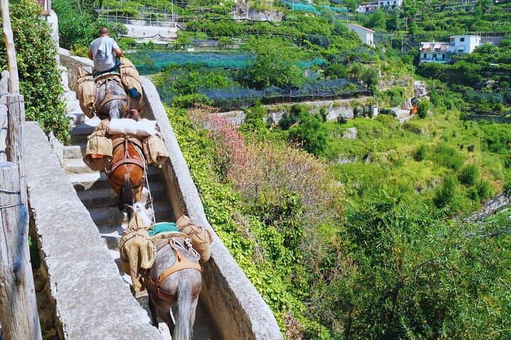 Amalfi Coast Path of the Lemons Hike — Maiori to Minori Lemon Grove Walk photo 6