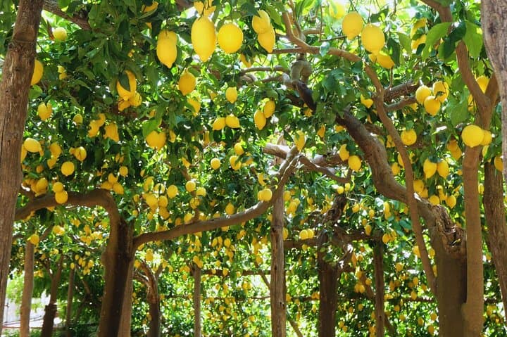 Amalfi Coast Path of the Lemons Hike — Maiori to Minori Lemon Grove Walk