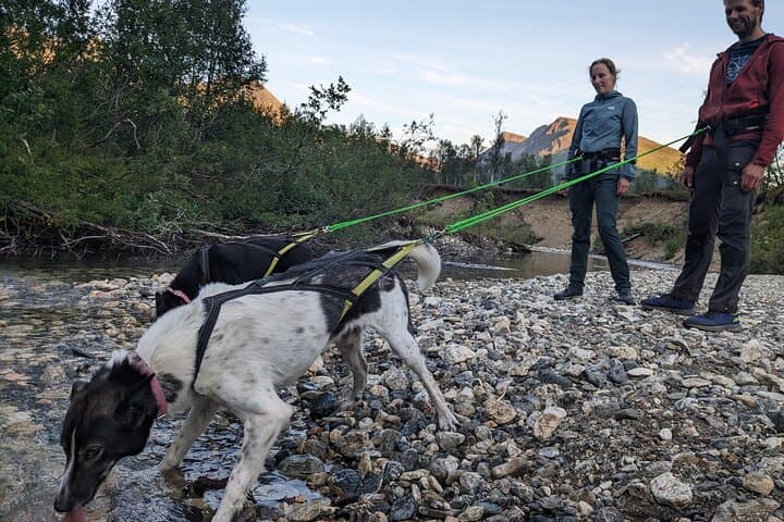 Husky Hike in Tromsø: Private Forest Trek with Happy Tails Huskies