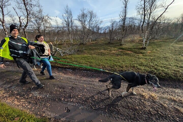 Husky Hike in Tromsø: Private Forest Trek with Happy Tails Huskies photo 2