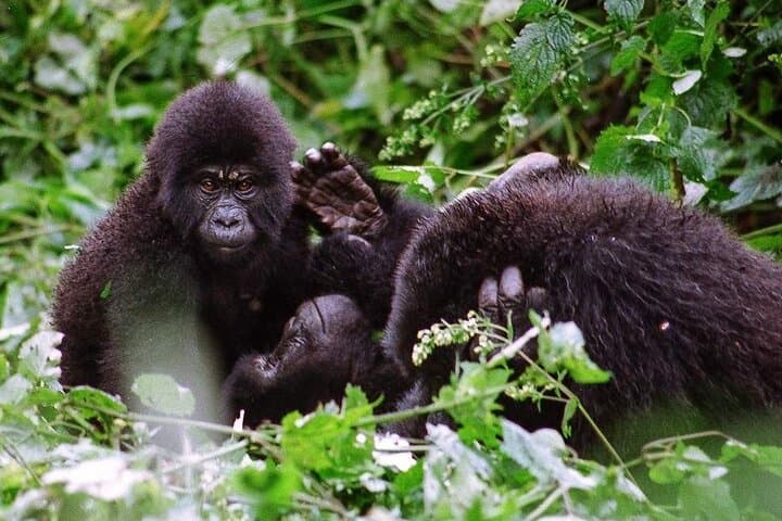 2-Day Chimpanzee Tracking in Kibale National Park — Kanyanchu Trek & Bigodi Wetland photo 6