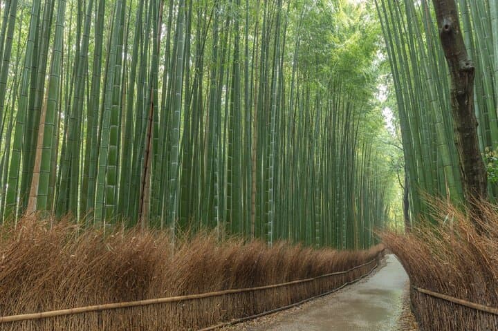 Kyoto Must-See: Private One-Day Walking Tour of Temples, Shrines & Arashiyama photo 5