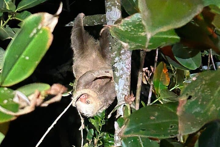 Turtle Spawning in Tortuguero: Nighttime Green Turtle Nesting Experience photo 5