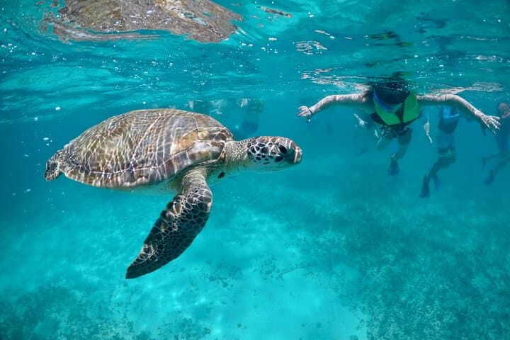 Mayan Snorkel: Swim with Akumal Turtles and Explore Falcon Nest Cenote