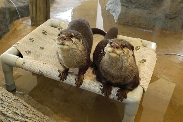 Inside HANA BIYORI: Tokyo’s Floral Tech Garden & Otter Encounters photo 6