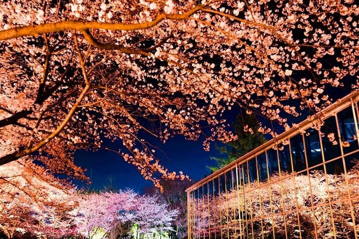 Inside HANA BIYORI: Tokyo’s Floral Tech Garden & Otter Encounters photo 3