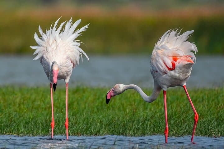 Bundala National Park Safari: Morning and Afternoon Wildlife Jeep Tours