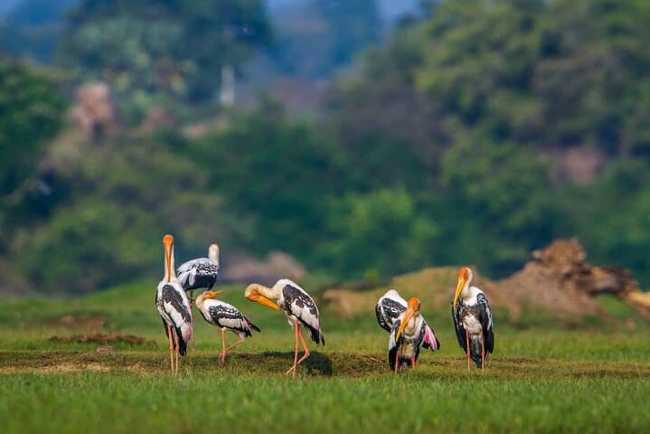 Bundala National Park Safari: Morning and Afternoon Wildlife Jeep Tours photo 3