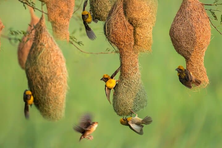 Bundala National Park Safari: Morning and Afternoon Wildlife Jeep Tours photo 2
