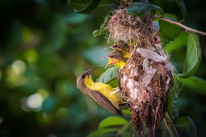 Bundala National Park Safari: Morning and Afternoon Wildlife Jeep Tours photo 6