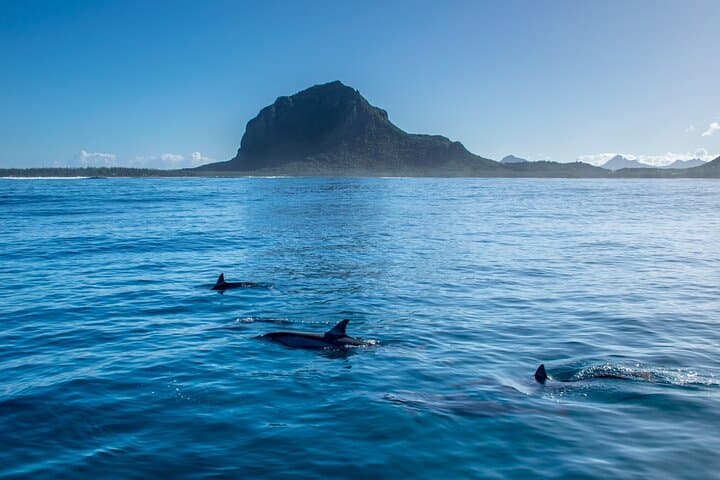 Dolphin Watching and Snorkeling Full-Day Tour from Le Morne, Mauritius photo 2