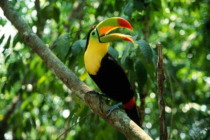 Manuel Antonio National Park Guided Walk with Binoculars — Wildlife & Beach Tour photo 6