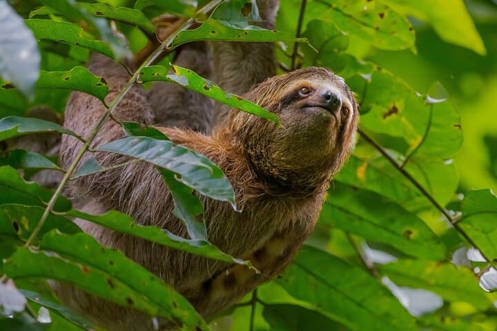 Manuel Antonio National Park Guided Walk with Binoculars — Wildlife & Beach Tour