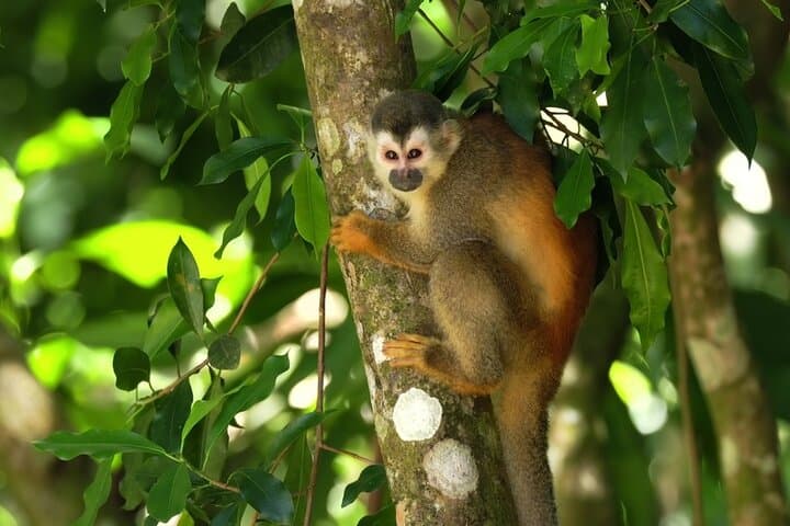 Manuel Antonio National Park Guided Walk with Binoculars — Wildlife & Beach Tour photo 4