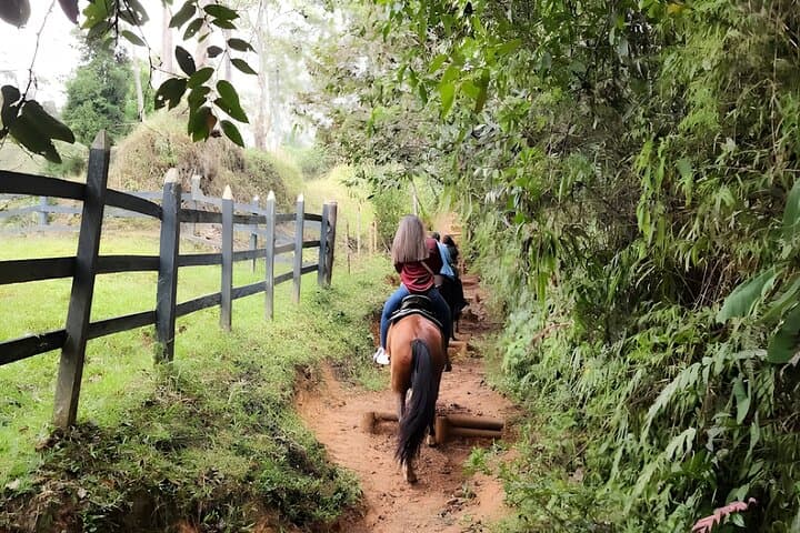 Antioquia Horseback Ride: Coffee-Farm Trails 30 Minutes From Medellín photo 2