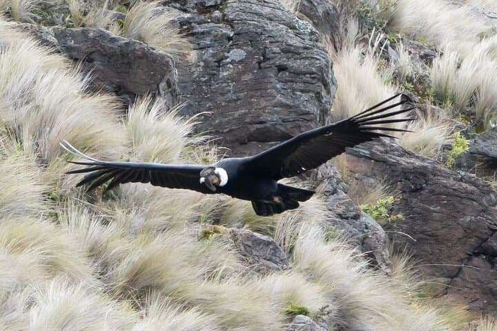 Antisana Condor Sanctuary: Day Trip from Quito to See Condors & Hummingbirds