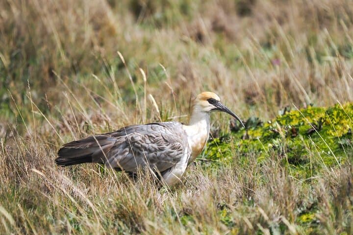 Antisana Condor Sanctuary: Day Trip from Quito to See Condors & Hummingbirds photo 3