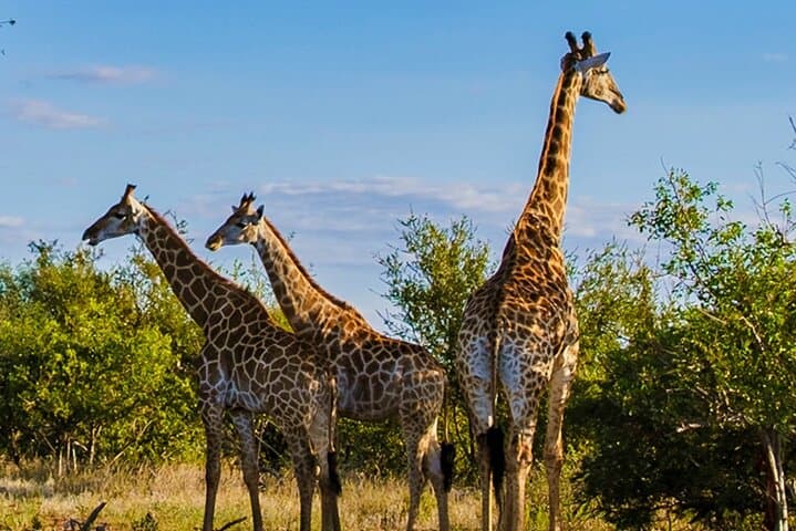 3-Day Garden Route from Cape Town: Cango Caves, Botlierskop Safari & Coastal Sights