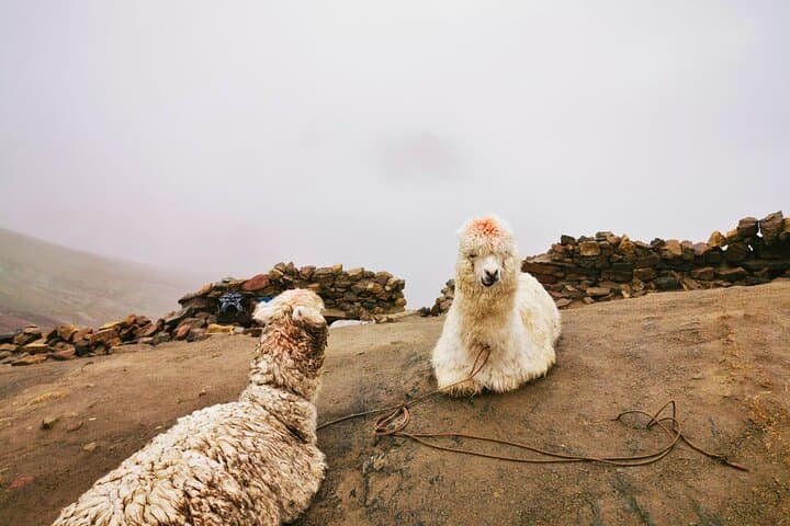 Rainbow Mountain Day Tour from Cusco — Vinicunca by Exclusive Minibus photo 6