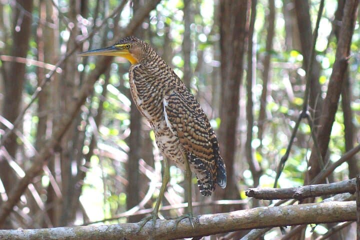 Rio Lagartos Birding from Tulum: Full-Day Guided Flamingo & Mangrove Boat Tour