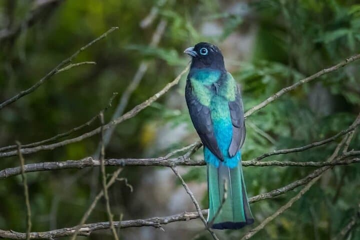 Coba & Punta Laguna Birdwatching Tour from Tulum — Cenote Swim & Mayan Lunch photo 2
