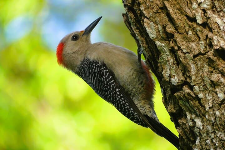 Coba & Punta Laguna Birdwatching Tour from Tulum — Cenote Swim & Mayan Lunch photo 3