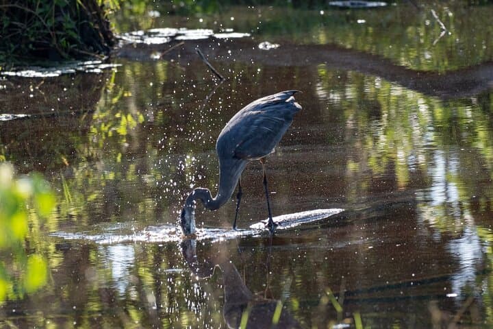 Coba & Punta Laguna Birdwatching Tour from Tulum — Cenote Swim & Mayan Lunch photo 4
