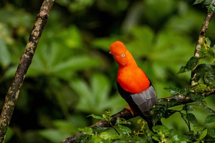 5-Day Manu Reserved Zone Jungle Lodge Tour from Cusco photo 2
