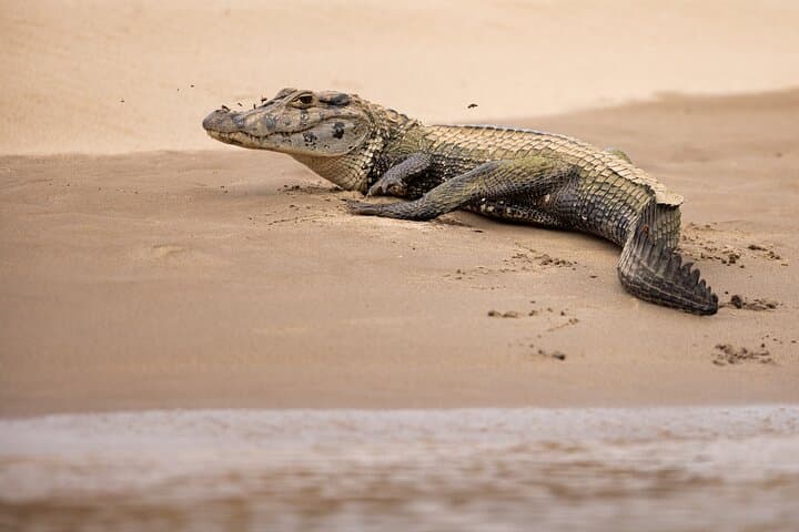 5-Day Manu Reserved Zone Jungle Lodge Tour from Cusco