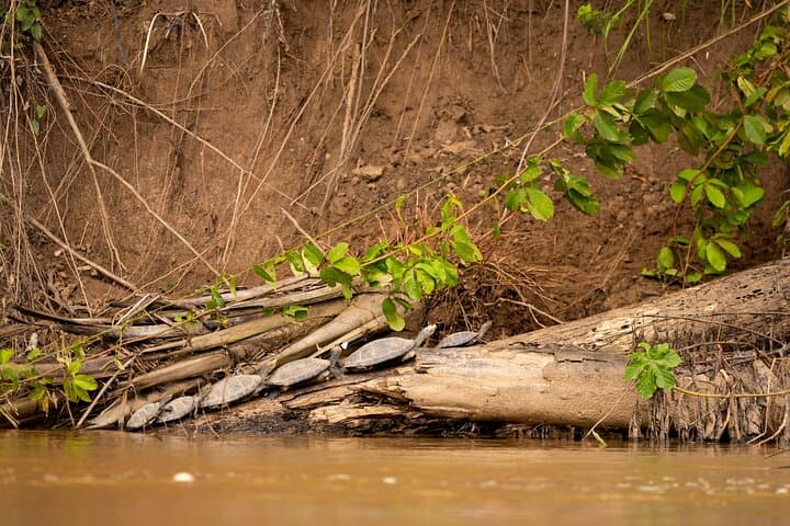 5-Day Manu Reserved Zone Jungle Lodge Tour from Cusco photo 3