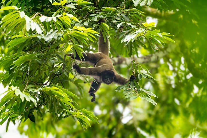 5-Day Manu Reserved Zone Jungle Lodge Tour from Cusco photo 4
