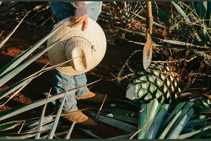 Versalles Agave Walking Tour — Mezcal, Tequila & Raicilla Tastings in Puerto Vallarta photo 4